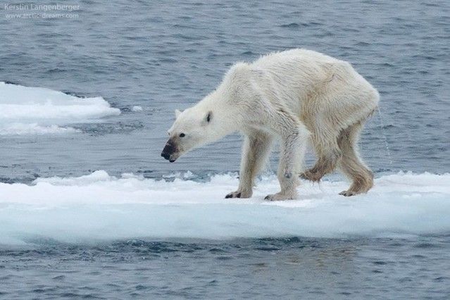 Imagen del oso polar desnutrido compartida por Kerstin Langenberger. / KERSTIN LANGENBERGER / FACEBOOK