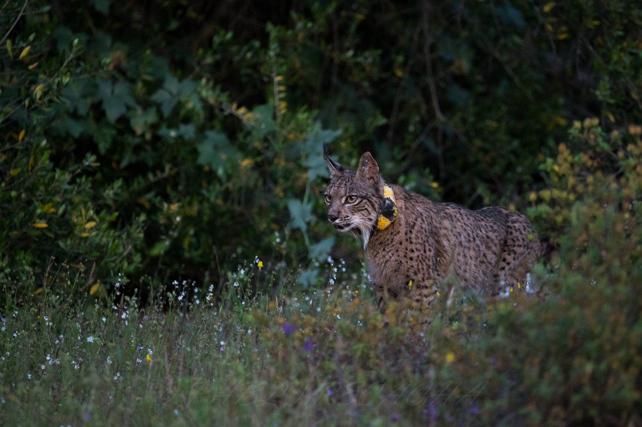 Un lince en Doñana. FOTO: Pablo Recacha Espinosa.