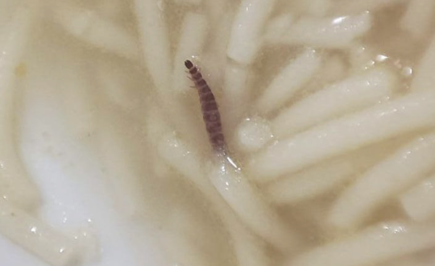 Larvas de gusano entre los fideos de la sopa, en el complejo residencial de León, en una imagen de 'Leónnoticias'.