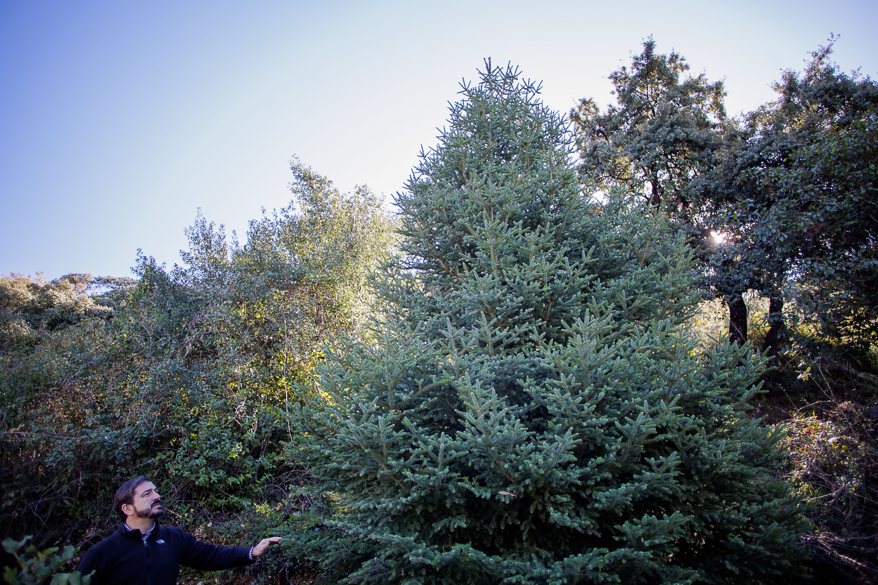 Pinsapos Algodonales  36