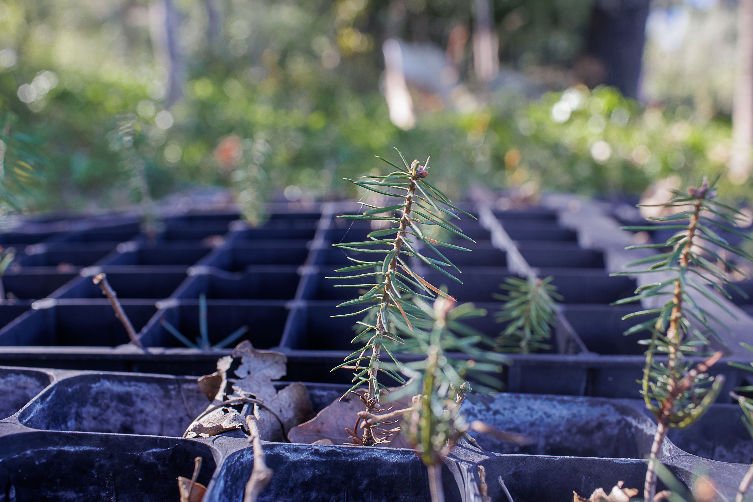 Pinsapos Algodonales  41