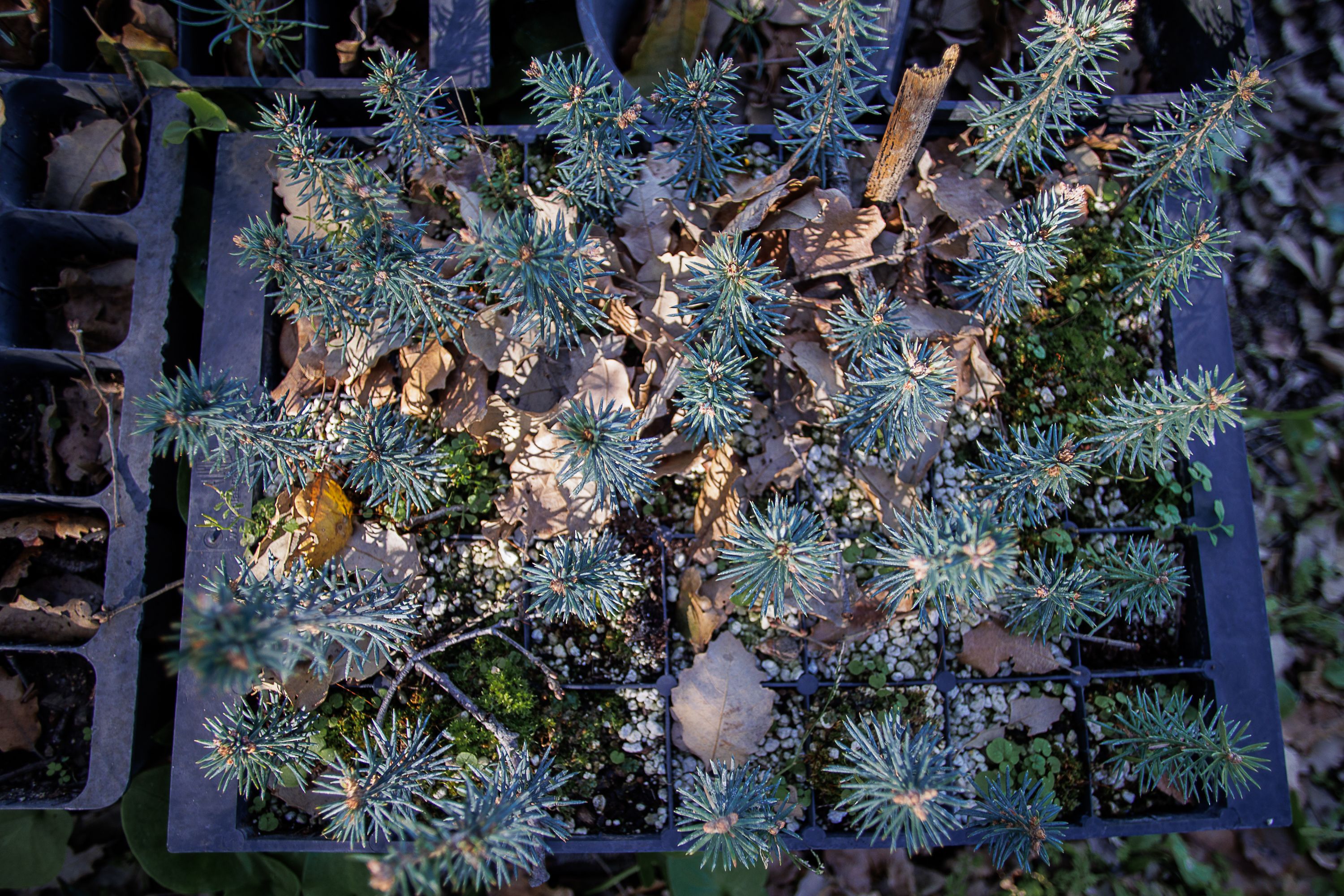 Pinsapos Algodonales  42