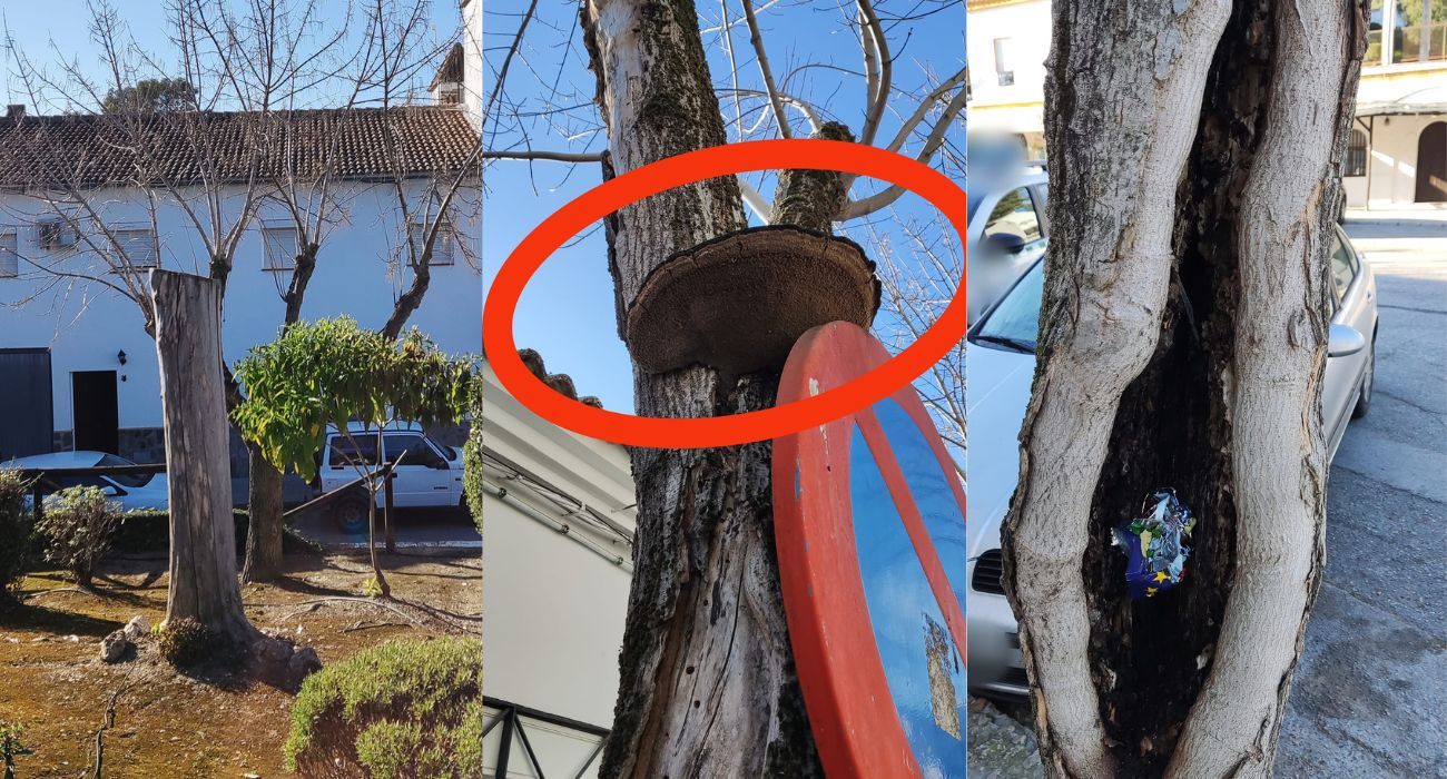 Imágenes del estado de muchos árboles en El Bosque.