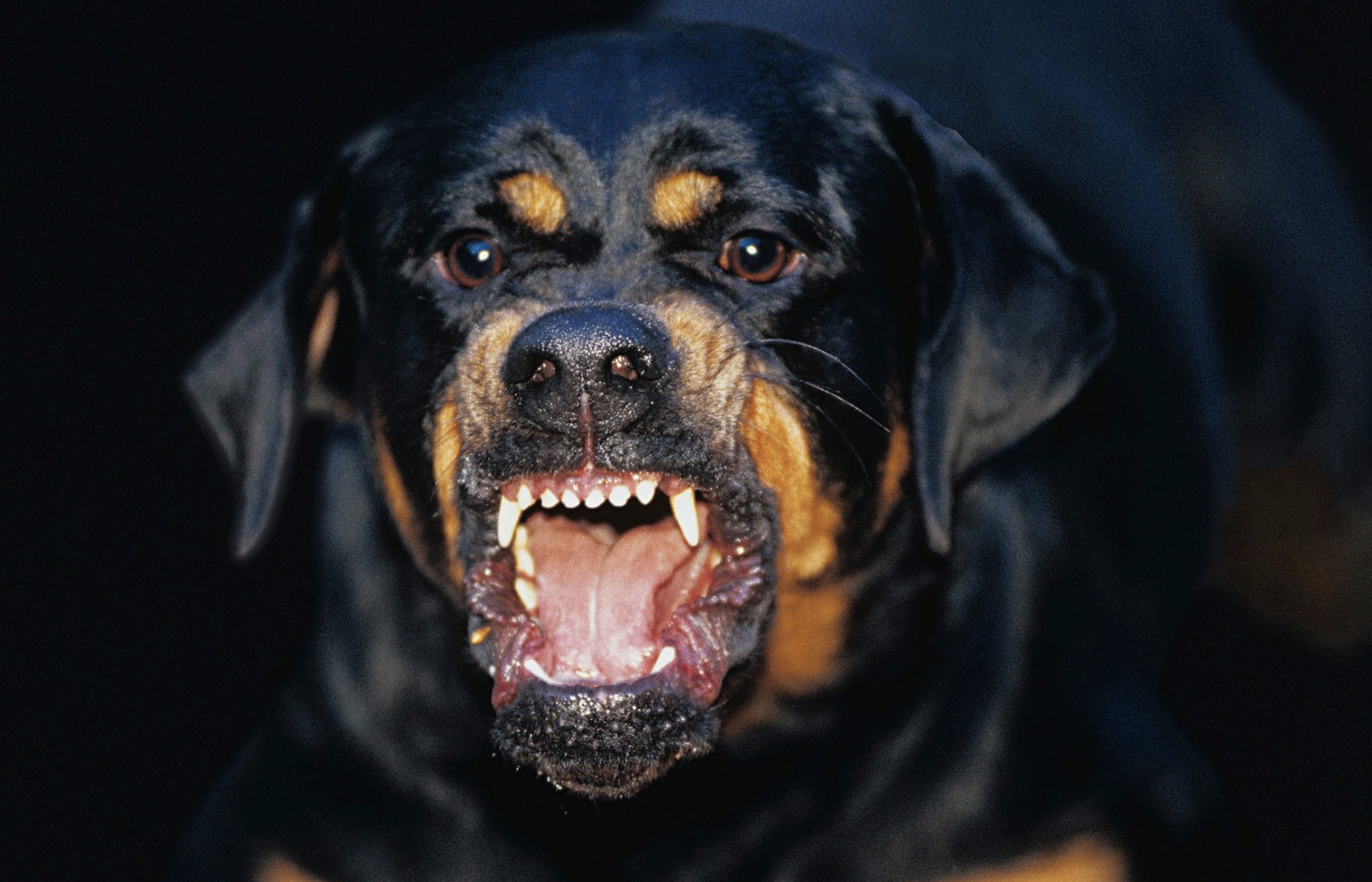 Un perro de la raza rottweiler como el que ha mordido a una niña de 5 años en Granada.