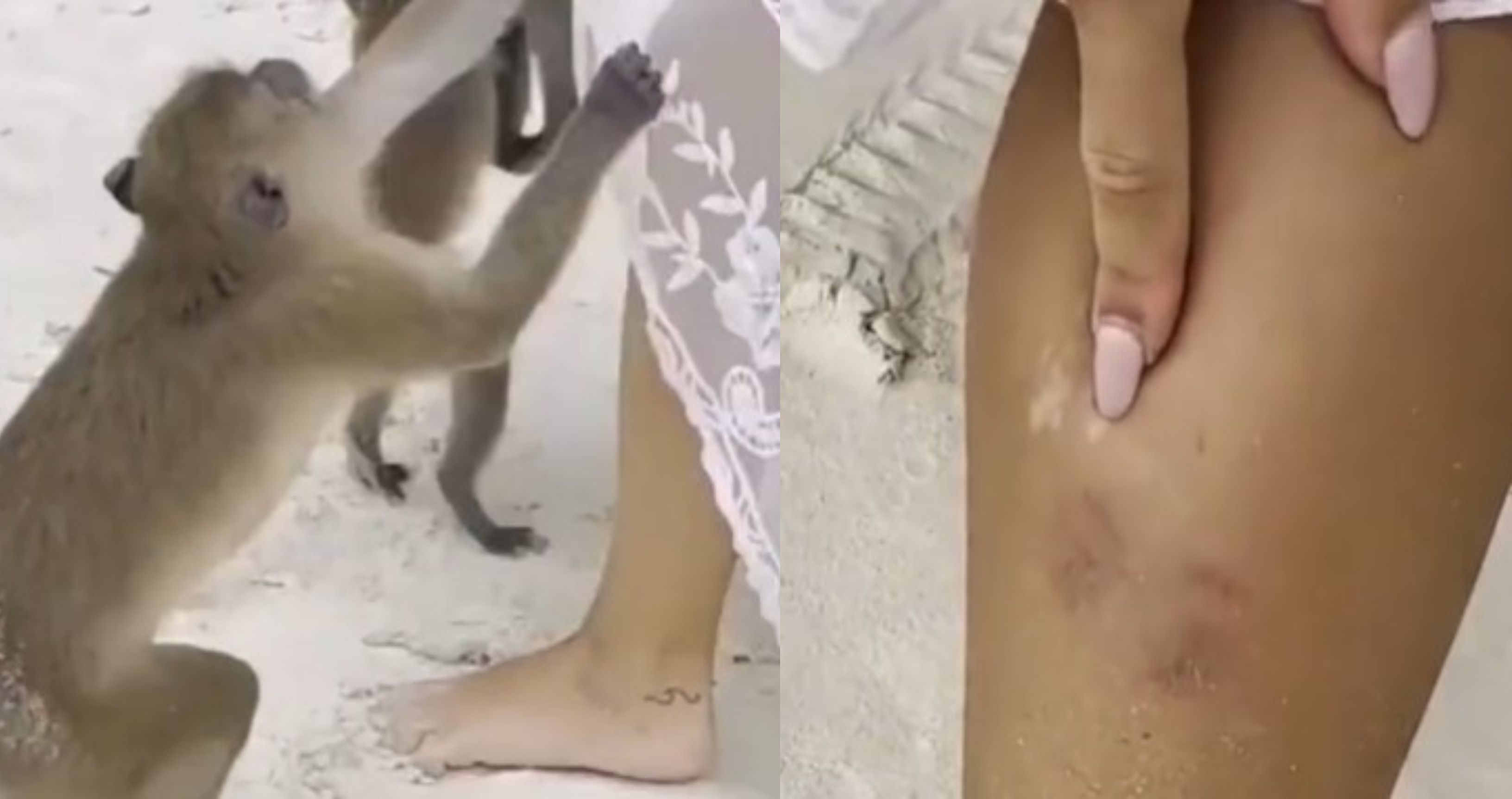 Mono ataca a una exconcursante de la 'Isla de las Tentaciones'