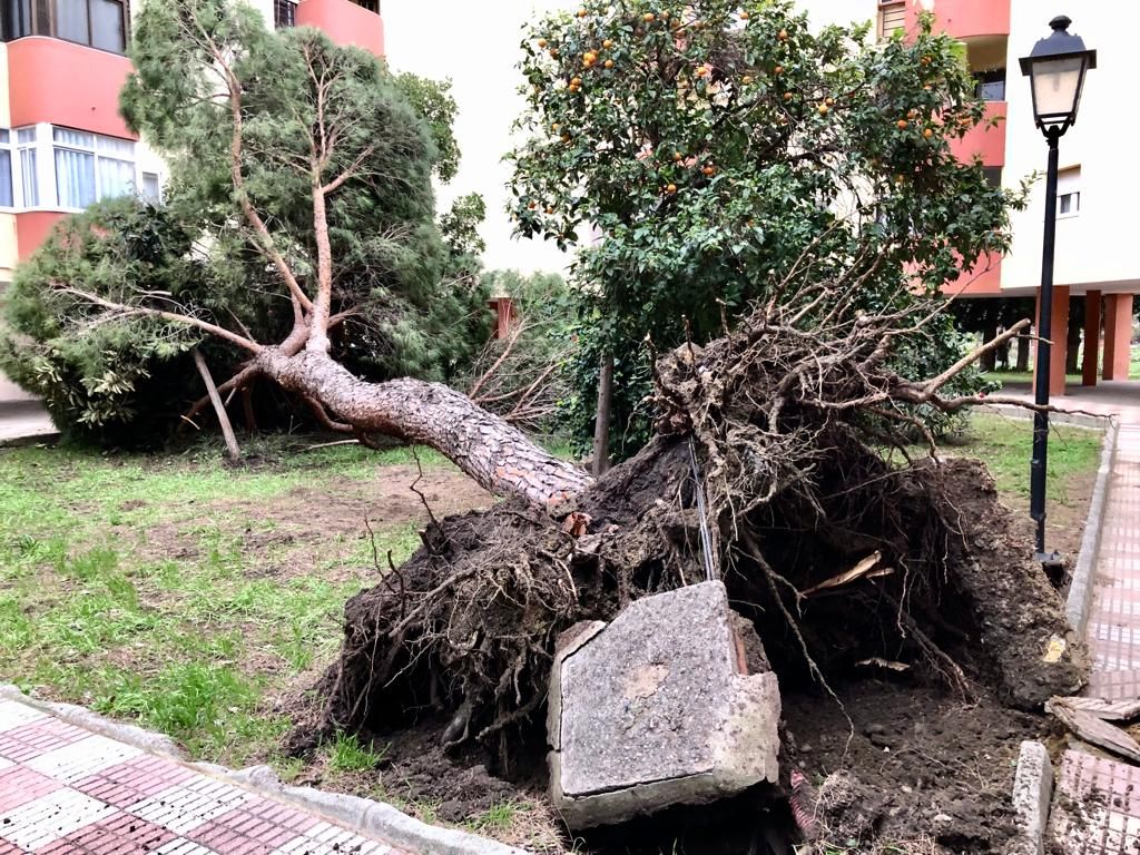 Un árbol arrancado por el viento en La Línea.