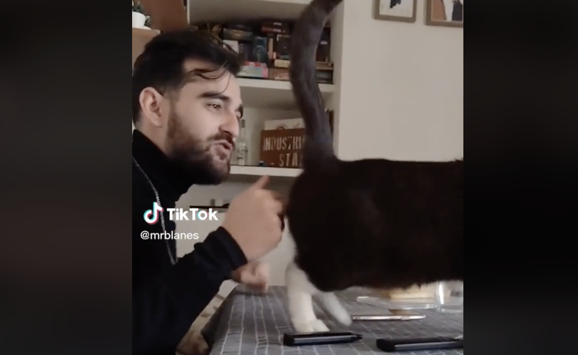 El gato flamenco de Rafa Blanes.