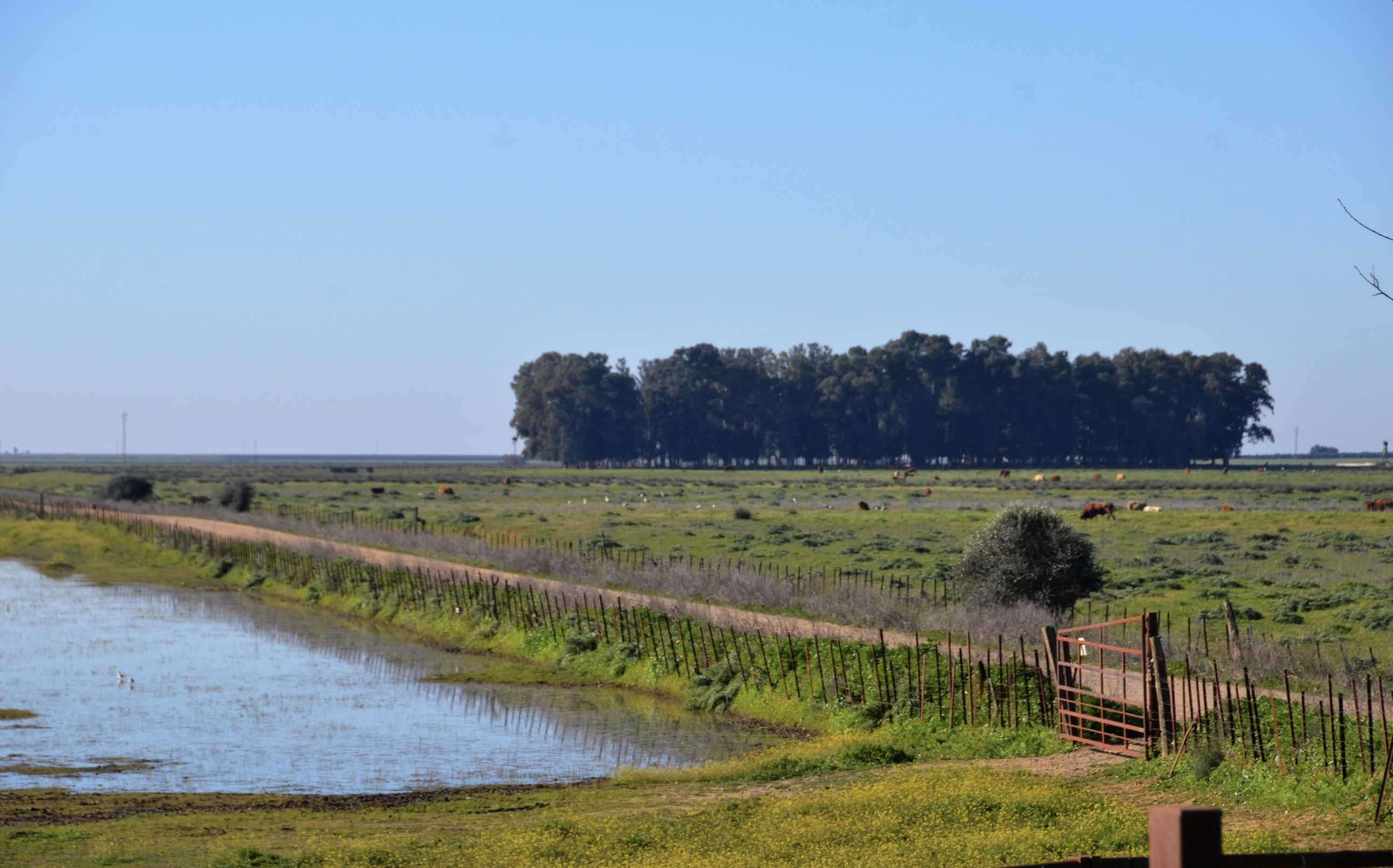 El caño Guadiamar a su paso por la marisma del mismo nombre, en Doñana.