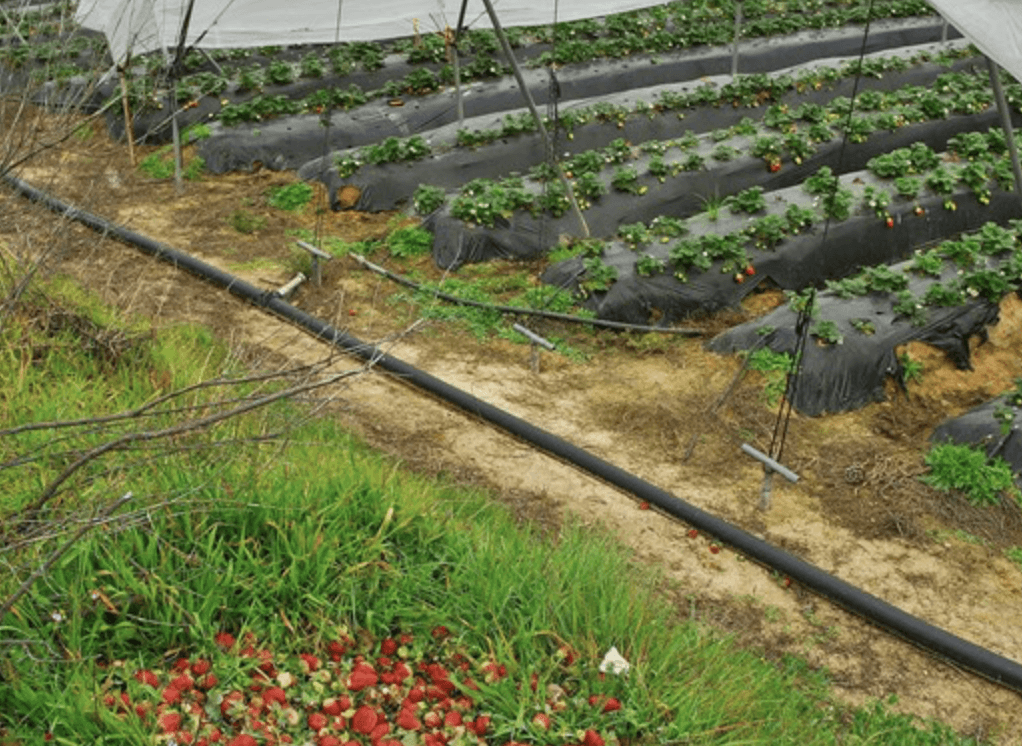 Cultivos bajo plásticos en Doñana.  WWF