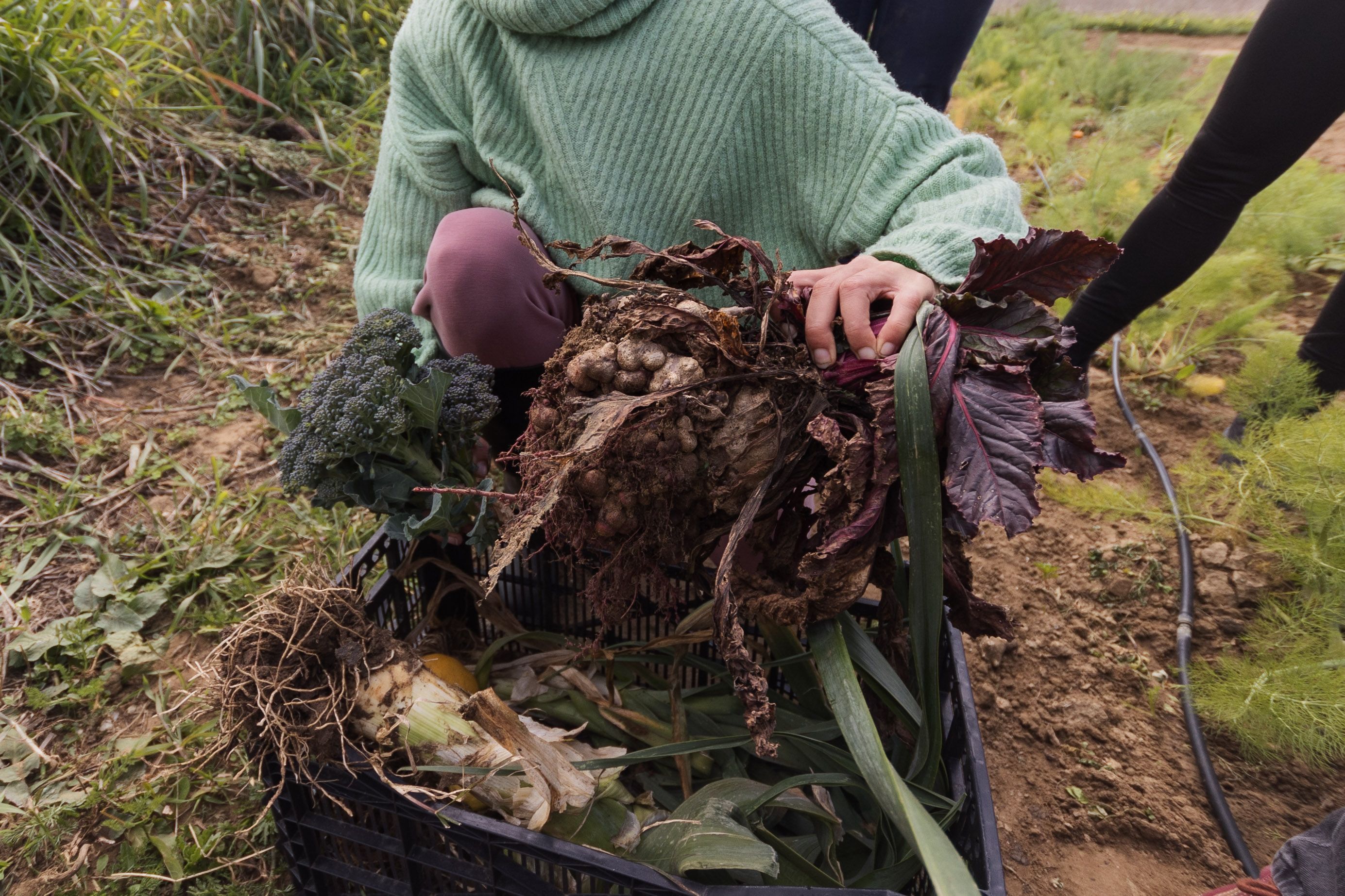 Elena enseña una remolacha.