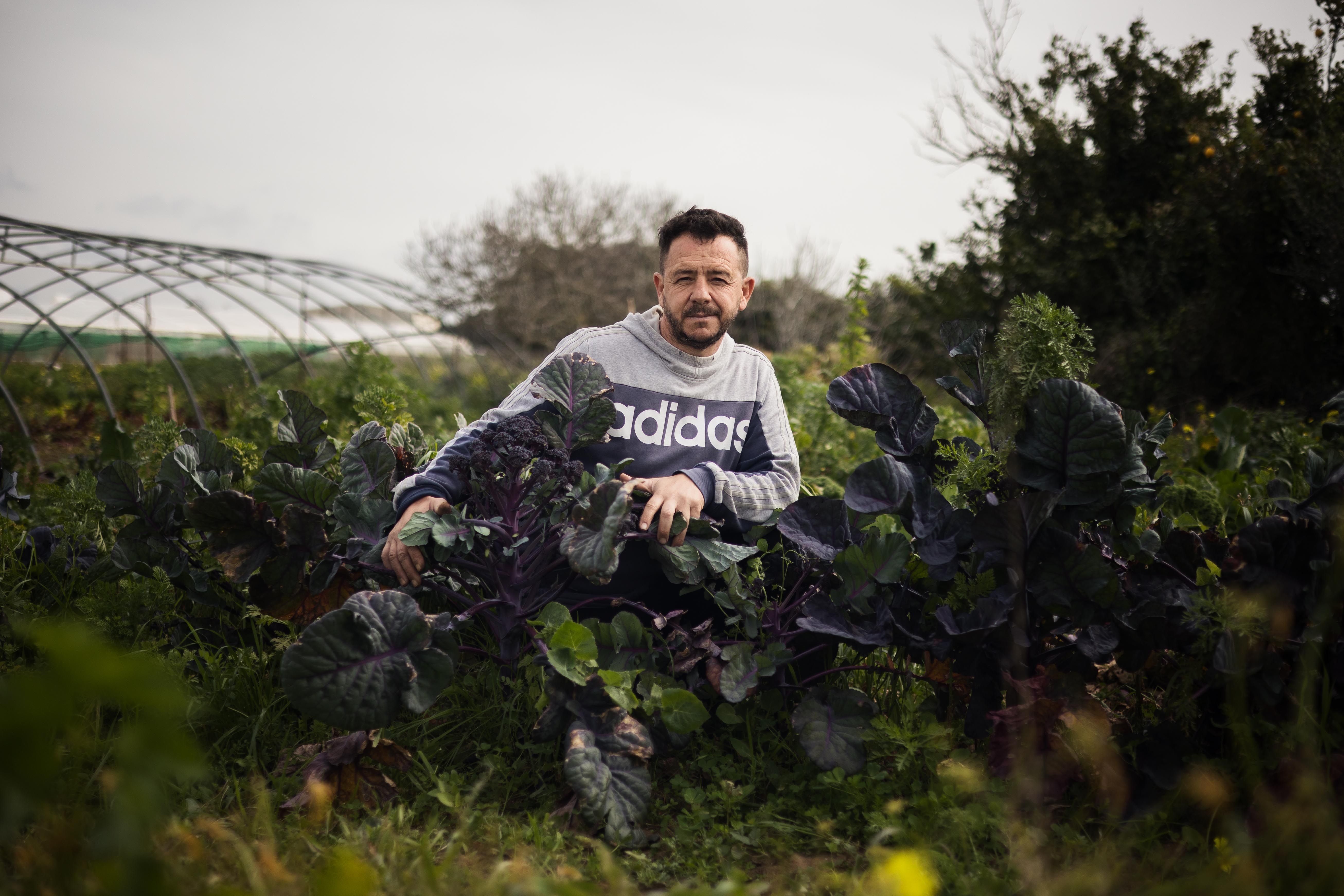 El agricultor entre las plantas de brócoli rojo.