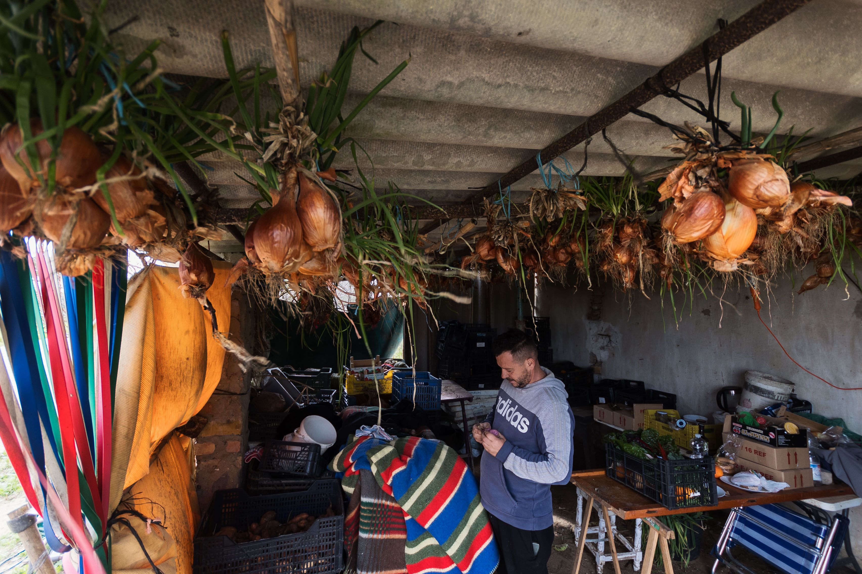 Juan Luis sujeta un boniato peruano. 