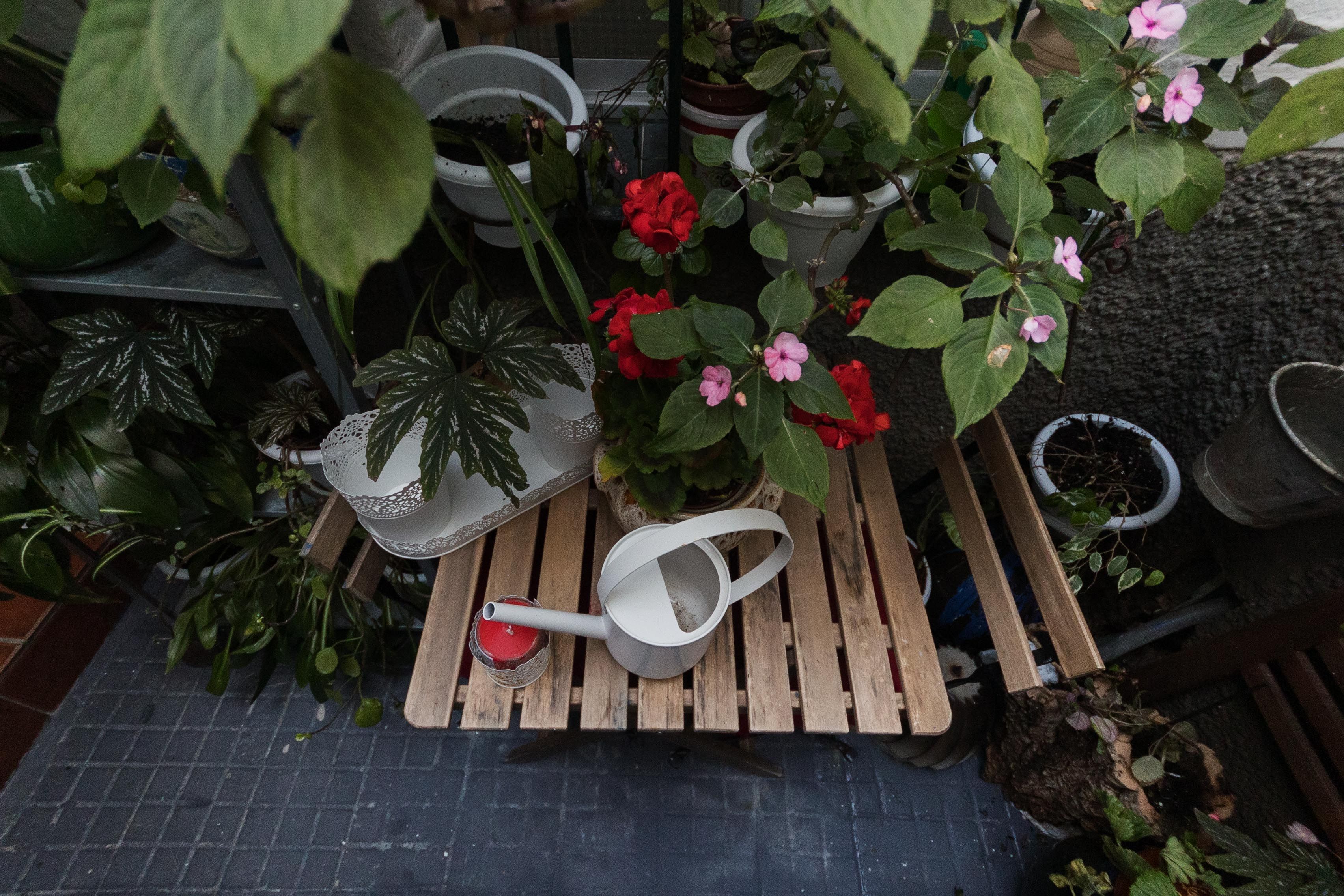 Detalle de las flores.