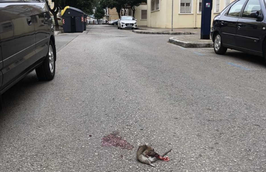 Ratas reventadas en la calzada de Pío XII en Jerez.
