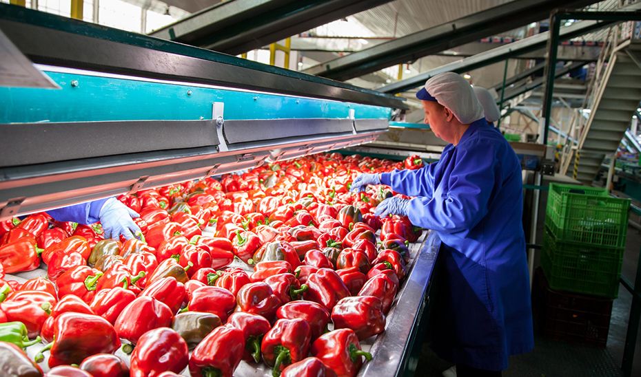 Una empleada en una fábrica de transformación agroalimentaria en Andalucía.