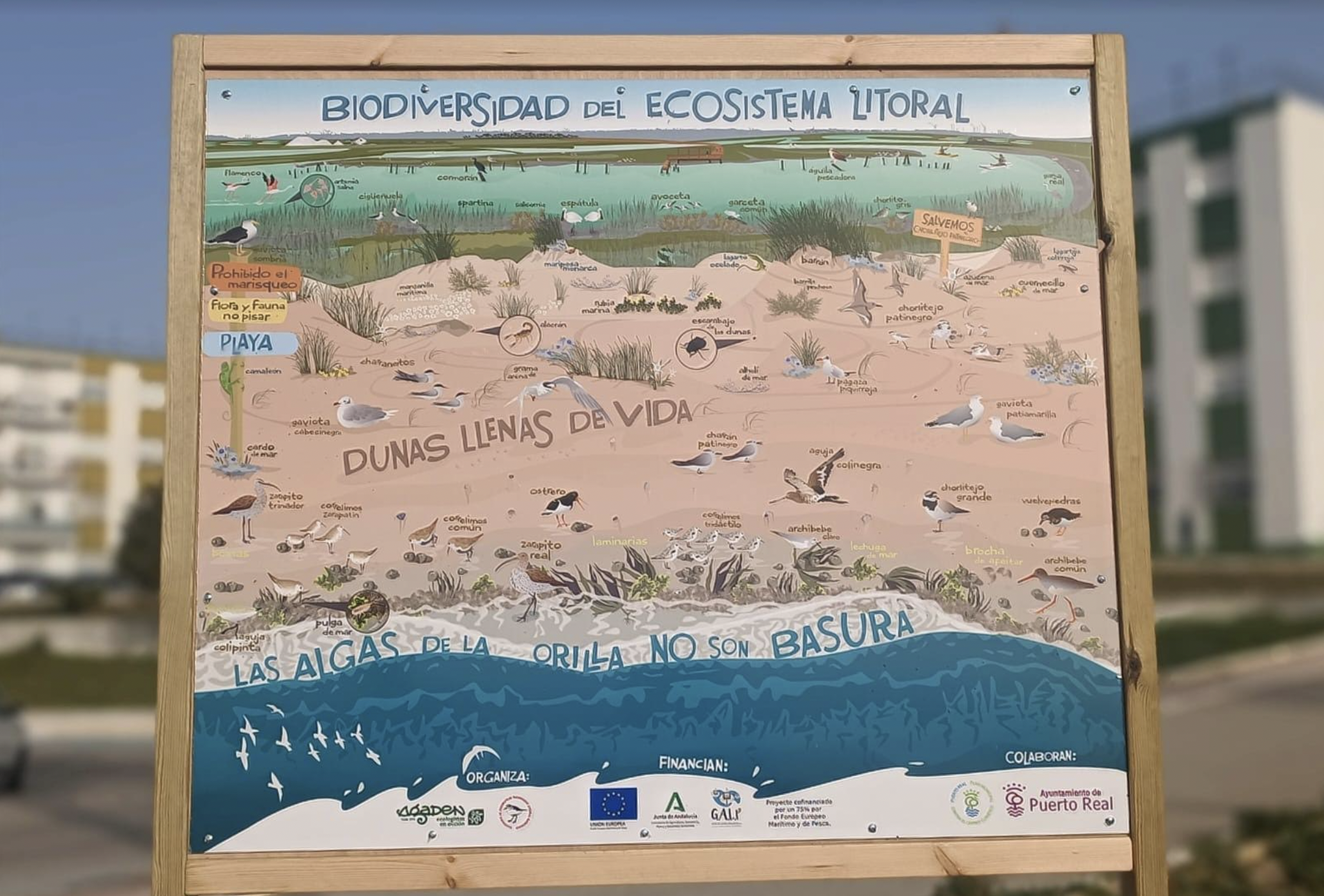 Uno de los carteles divulgativos de la diversidad del litoral en Puerto Real.