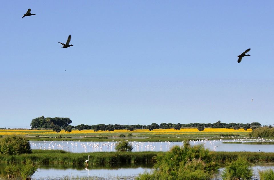Laguna Los Tollos.jpg