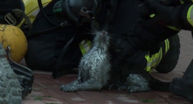 Gato salvado por los bomberos en Málaga.  CANAL SUR