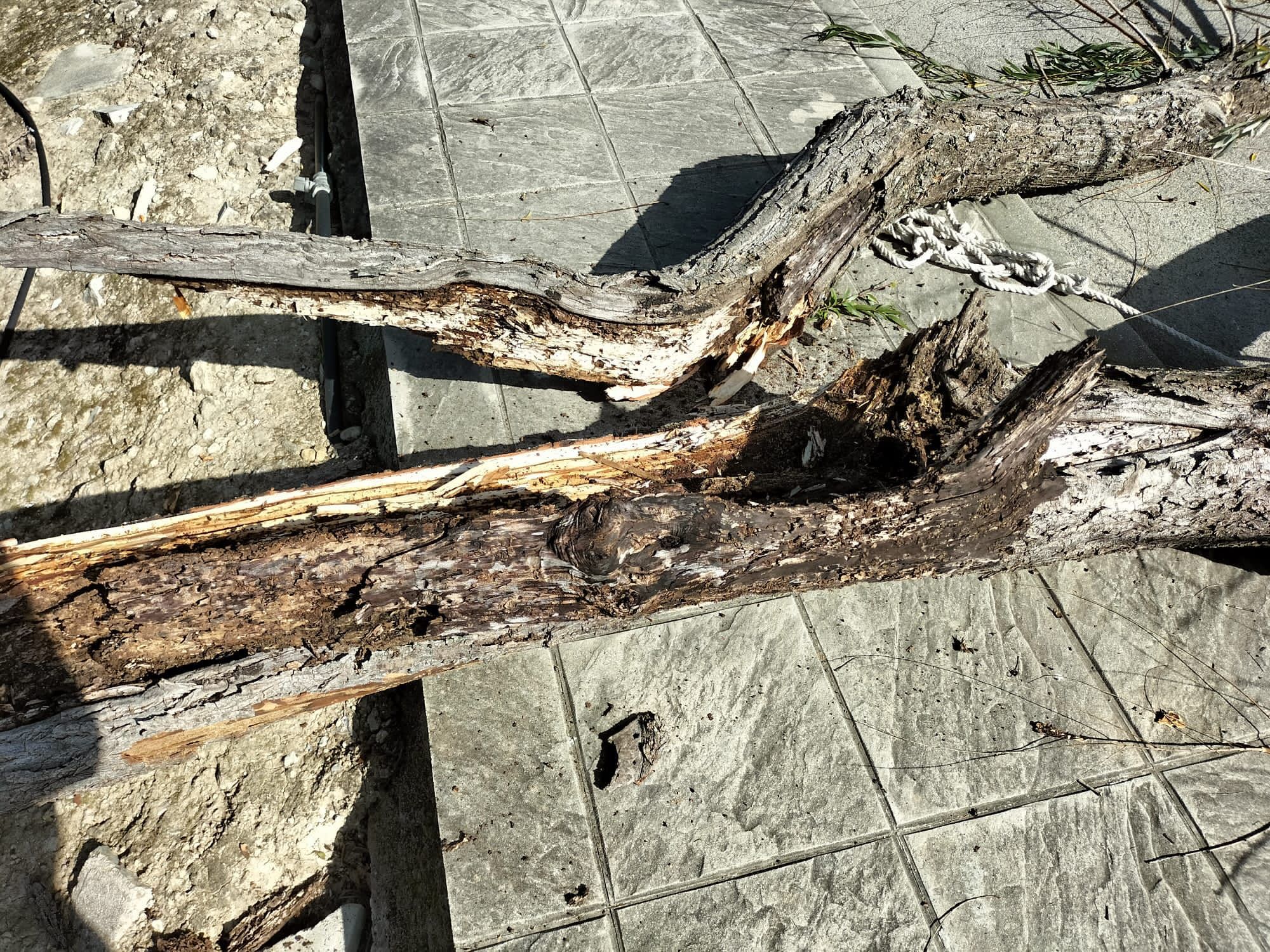 Tala de árboles en El Bosque.