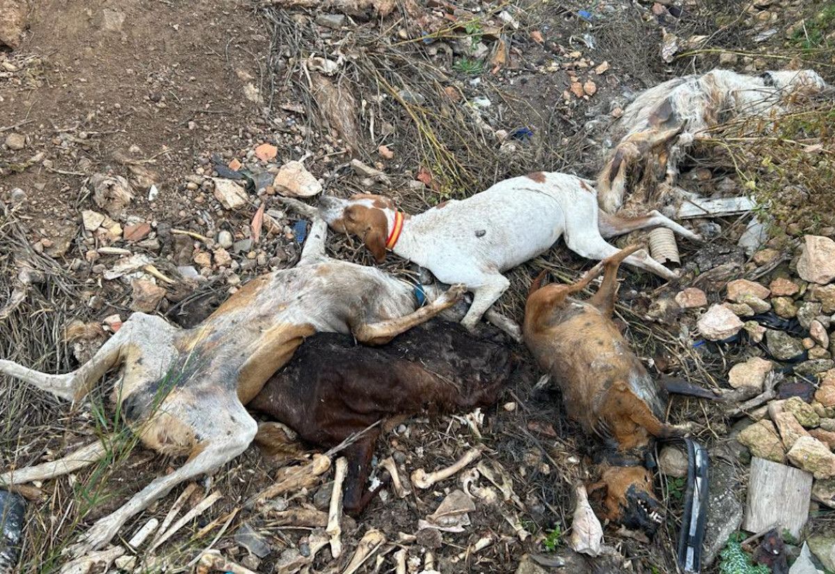 Fosa de perros muertos en Hellín, en Albacete.  TWITTER