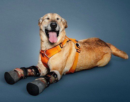 Pay de Limón, el perro maltratado. INSTAGRAM