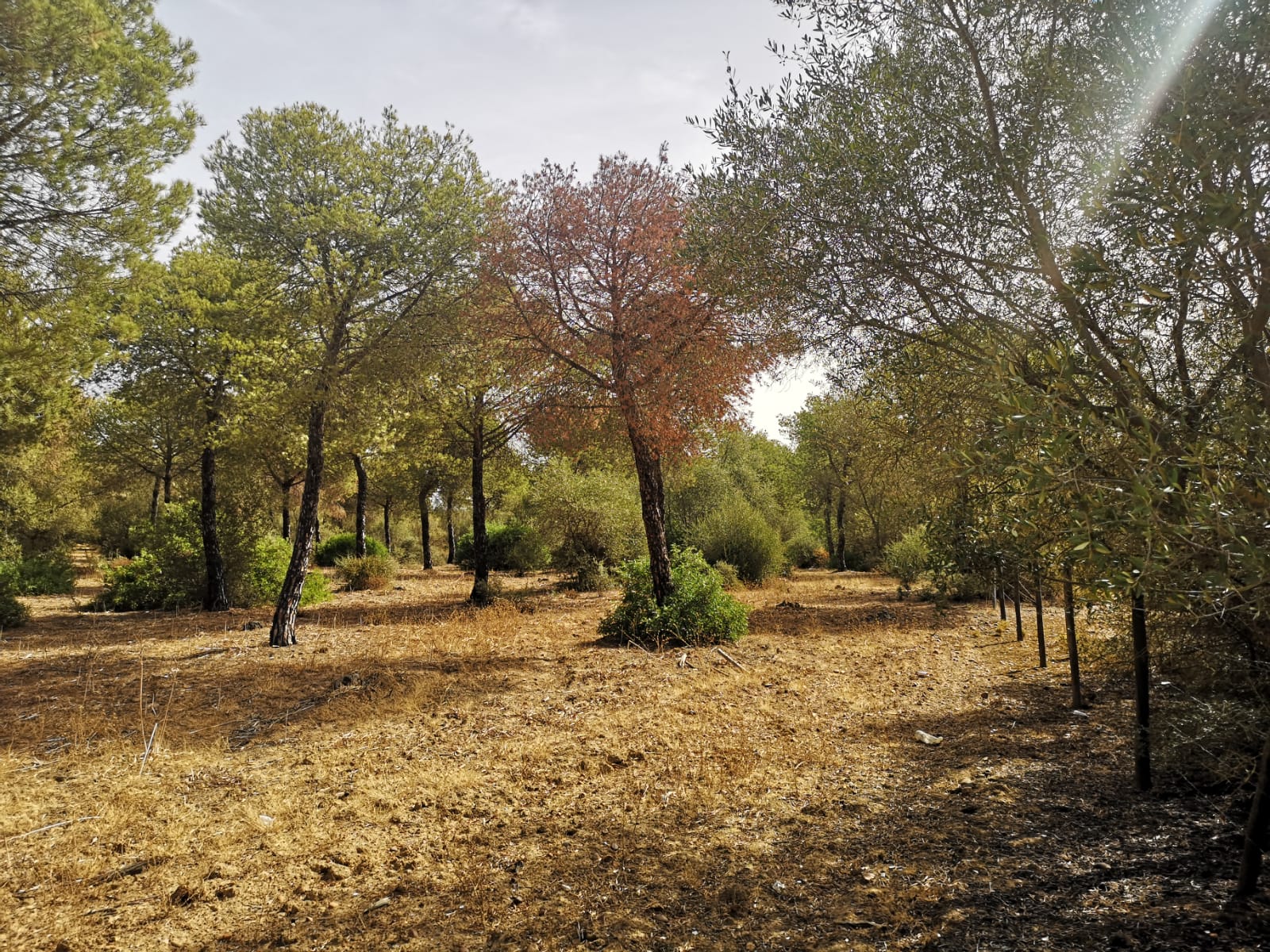 Un bosque tan pequeño que nos conocemos todos.