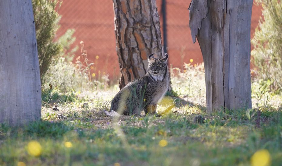 1677764909354JMMLince(3)ESTNDARdn