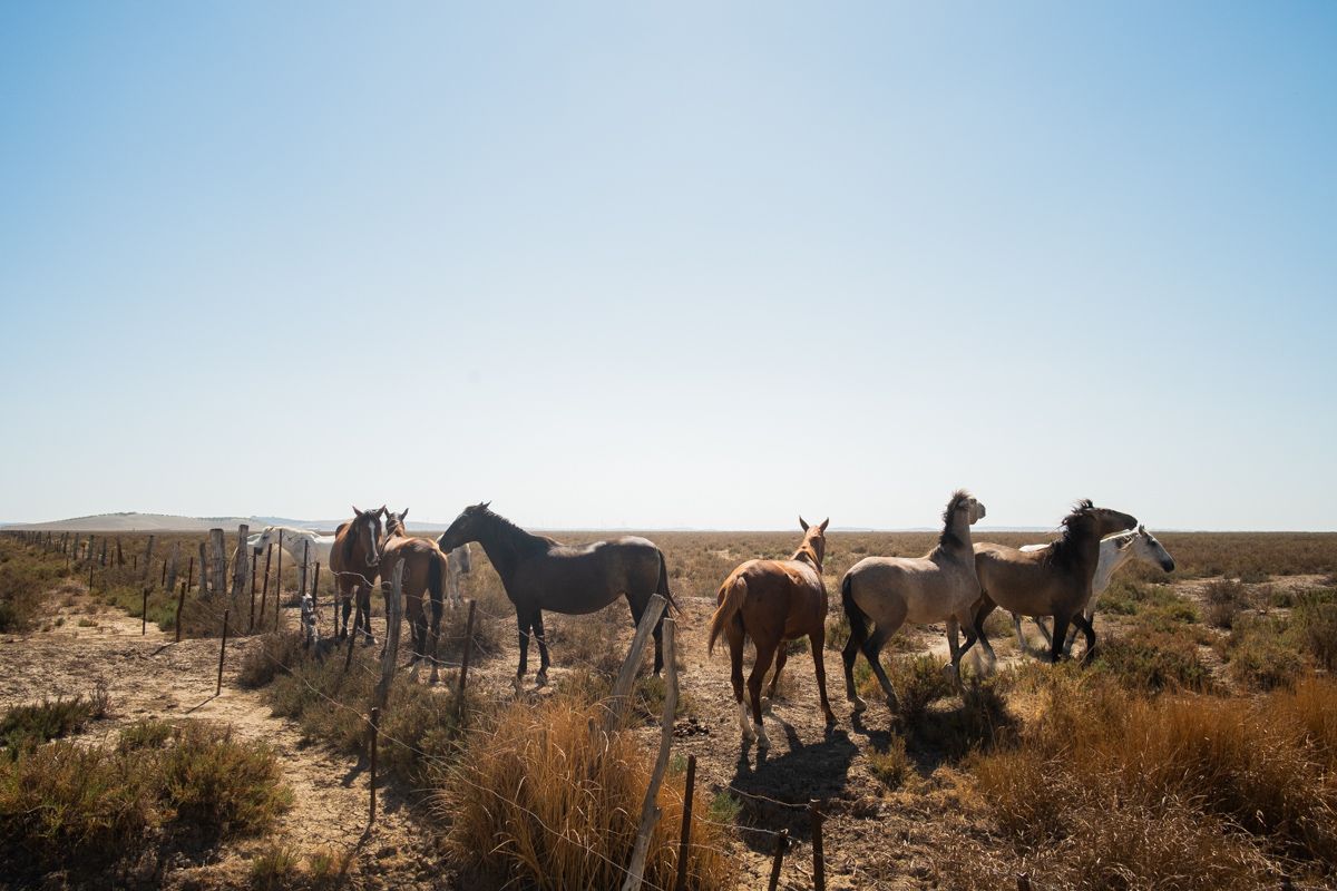 Unos caballos pastan en los terrenos donde se prevé construir un campo de golf, un hotel y viviendas. FOTO: MANU GARCÍA