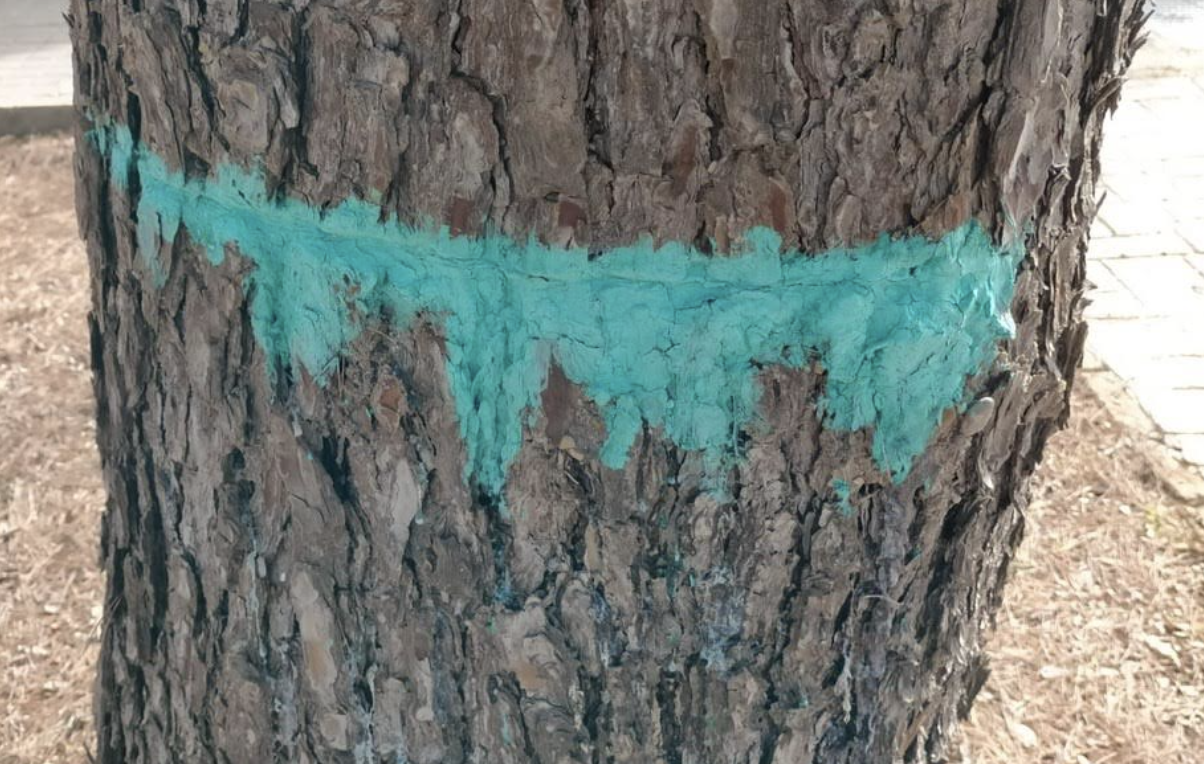 Nuevo atentado en el arbolado de Estella, en Jerez: agresión a un pino con medio siglo.