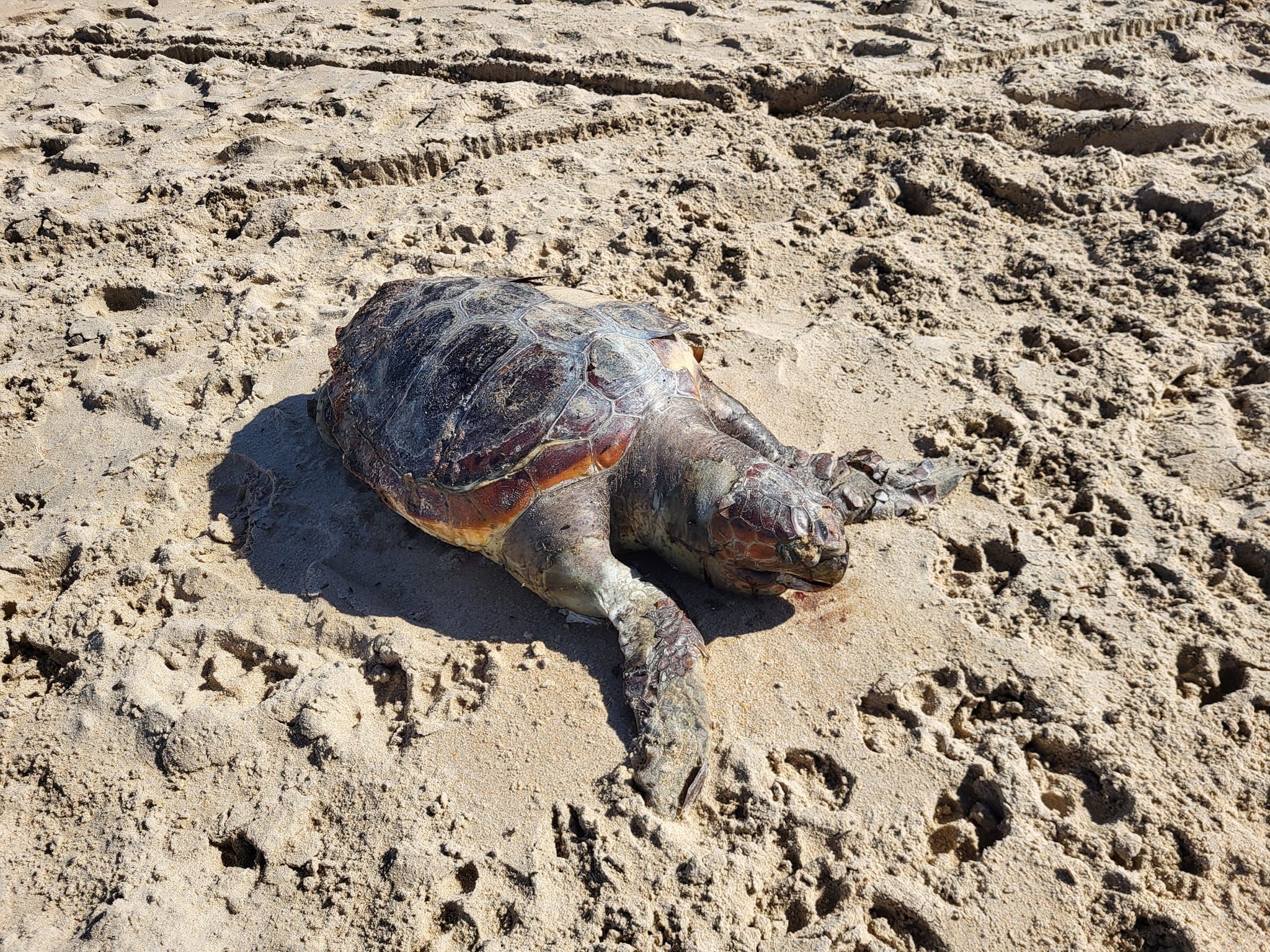 Ejemplar de tortuga aparecida muerta en una playa de Conil. Foto: Tatjana Gogoll (Facebook)