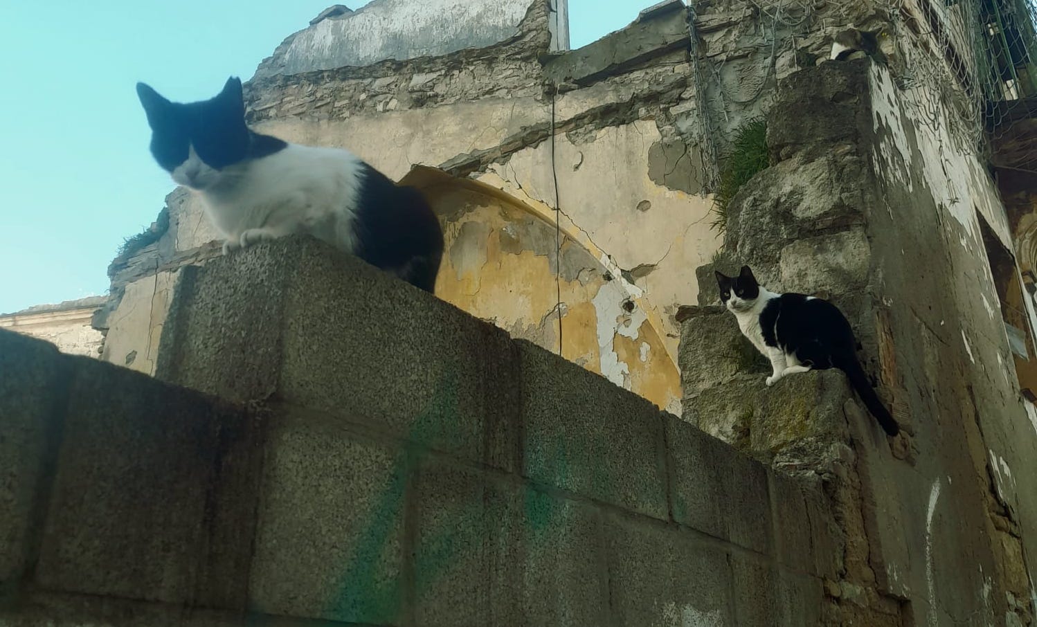 Gatos en la colonia de Juana de Dios Lacoste.