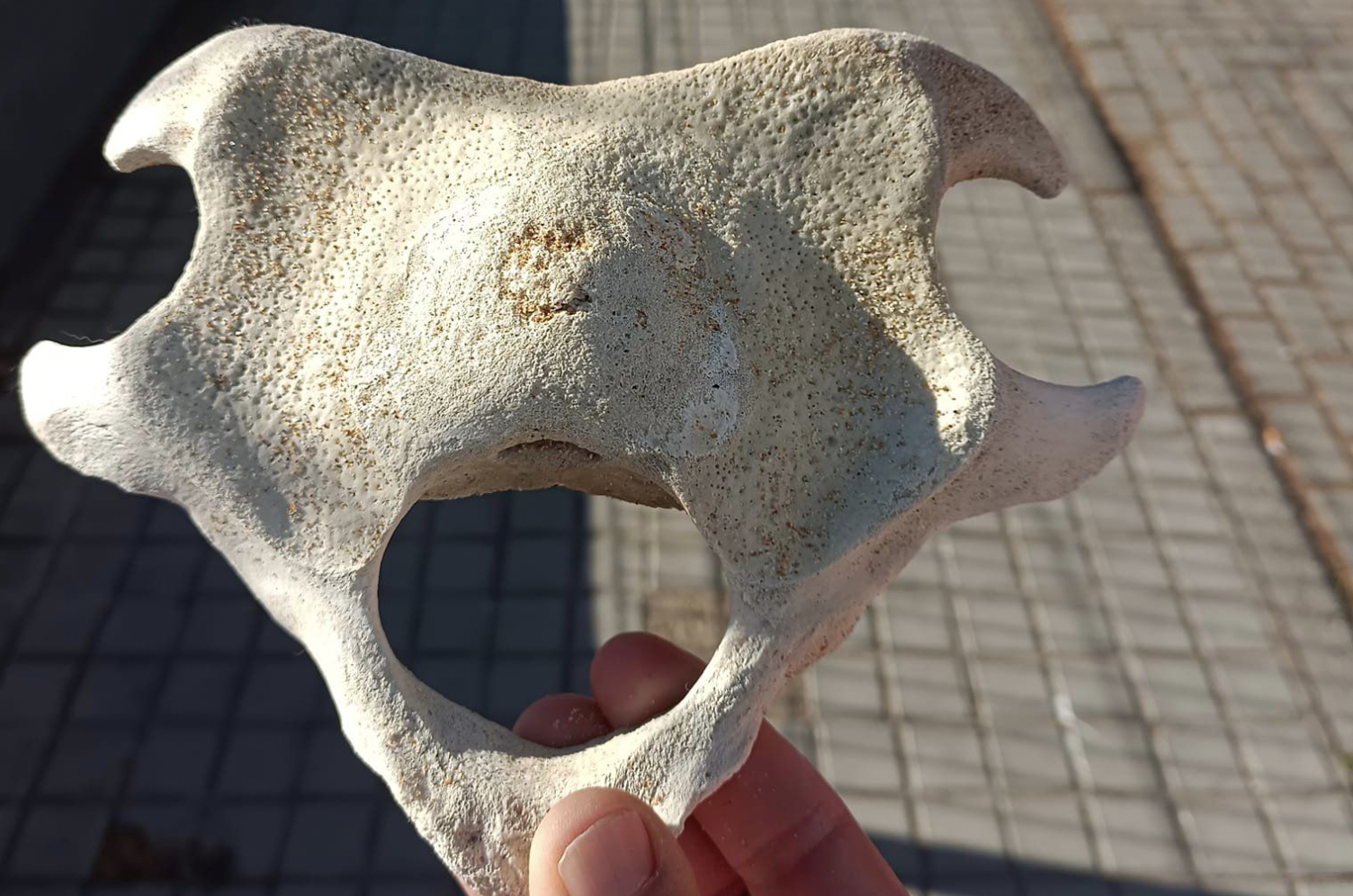 Hueso encontrado por una bañista en una playa del entorno de Los Caños de Meca.