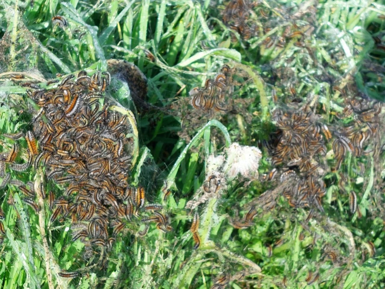 Plaga de orugas procesionarias en Sanlúcar.