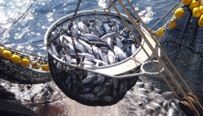 Pesca de cerco túnidos 