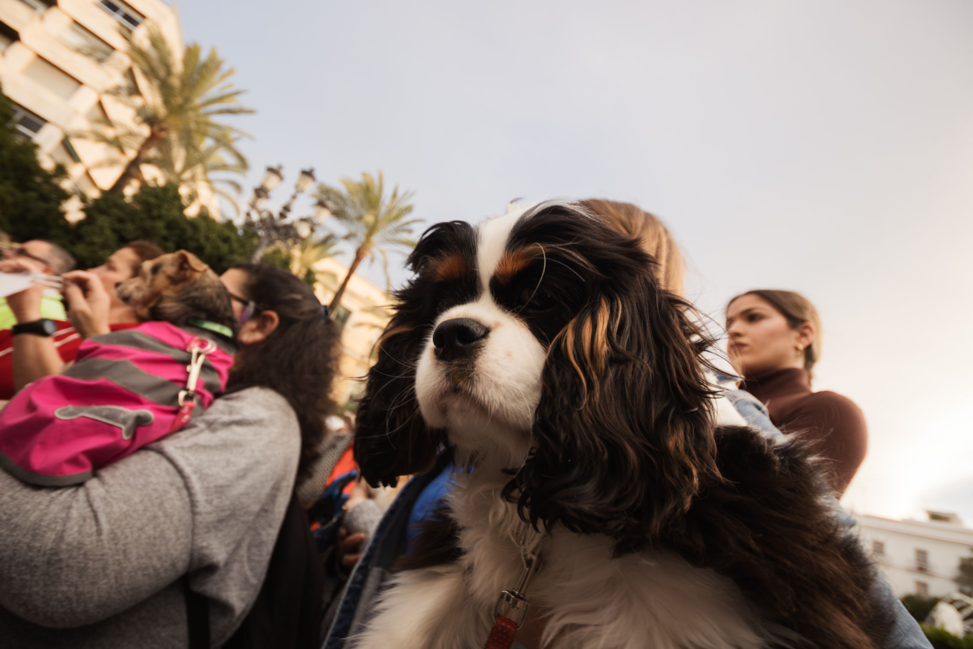 Concentración animalista "Justicia par Oddie"