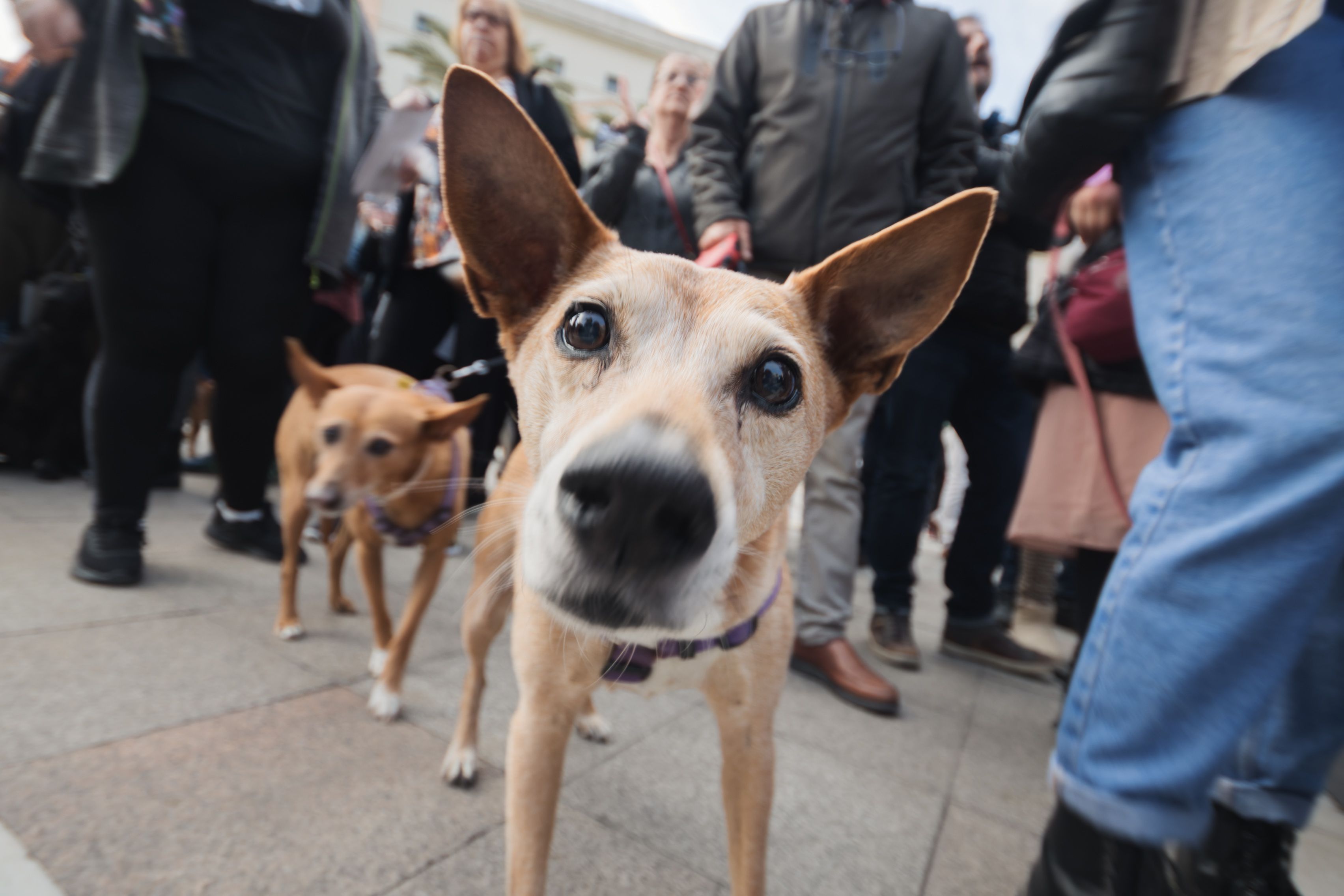 Concentración animalista "Justicia par Oddie"