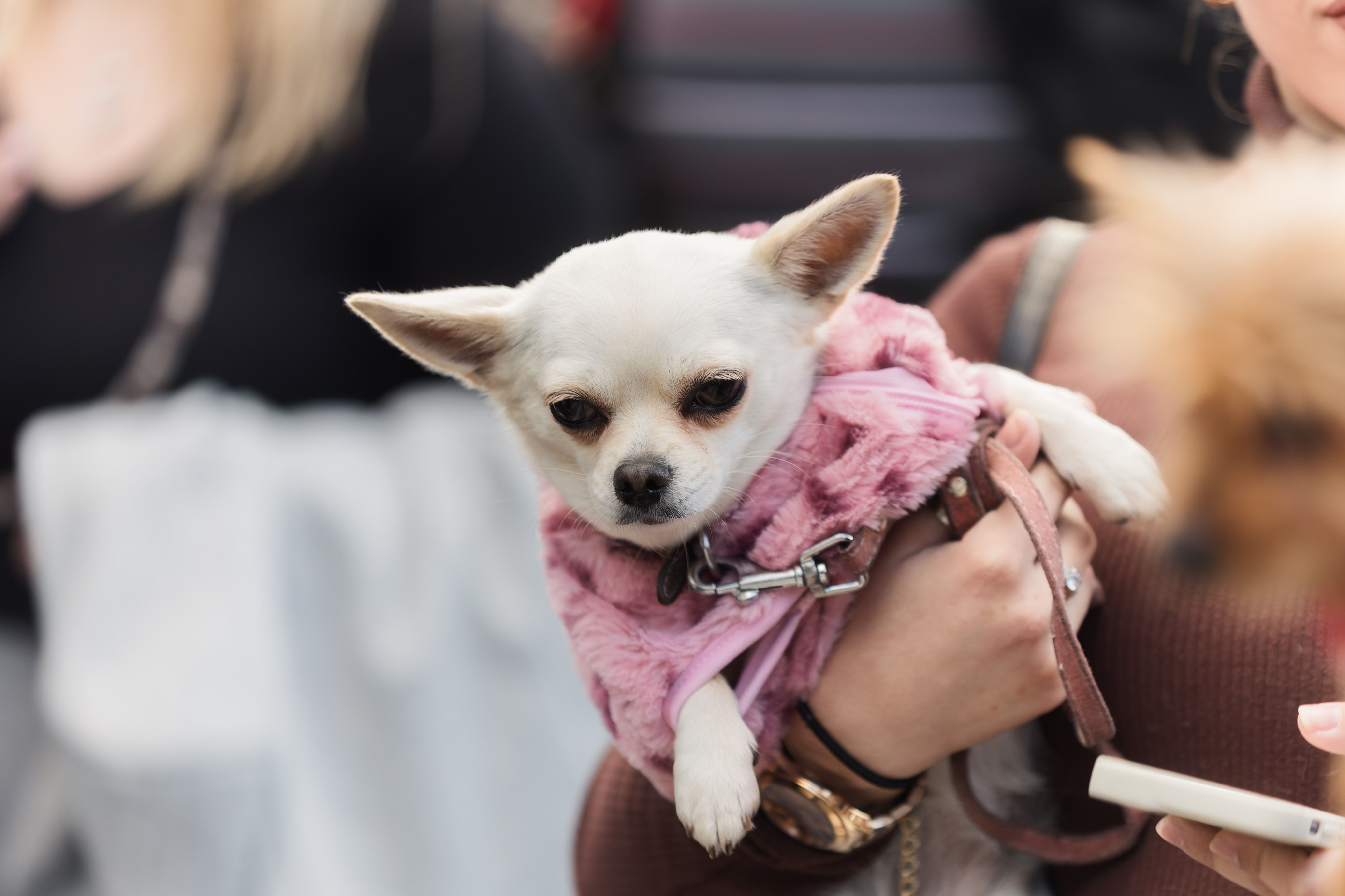 Concentración animalista "Justicia par Oddie"