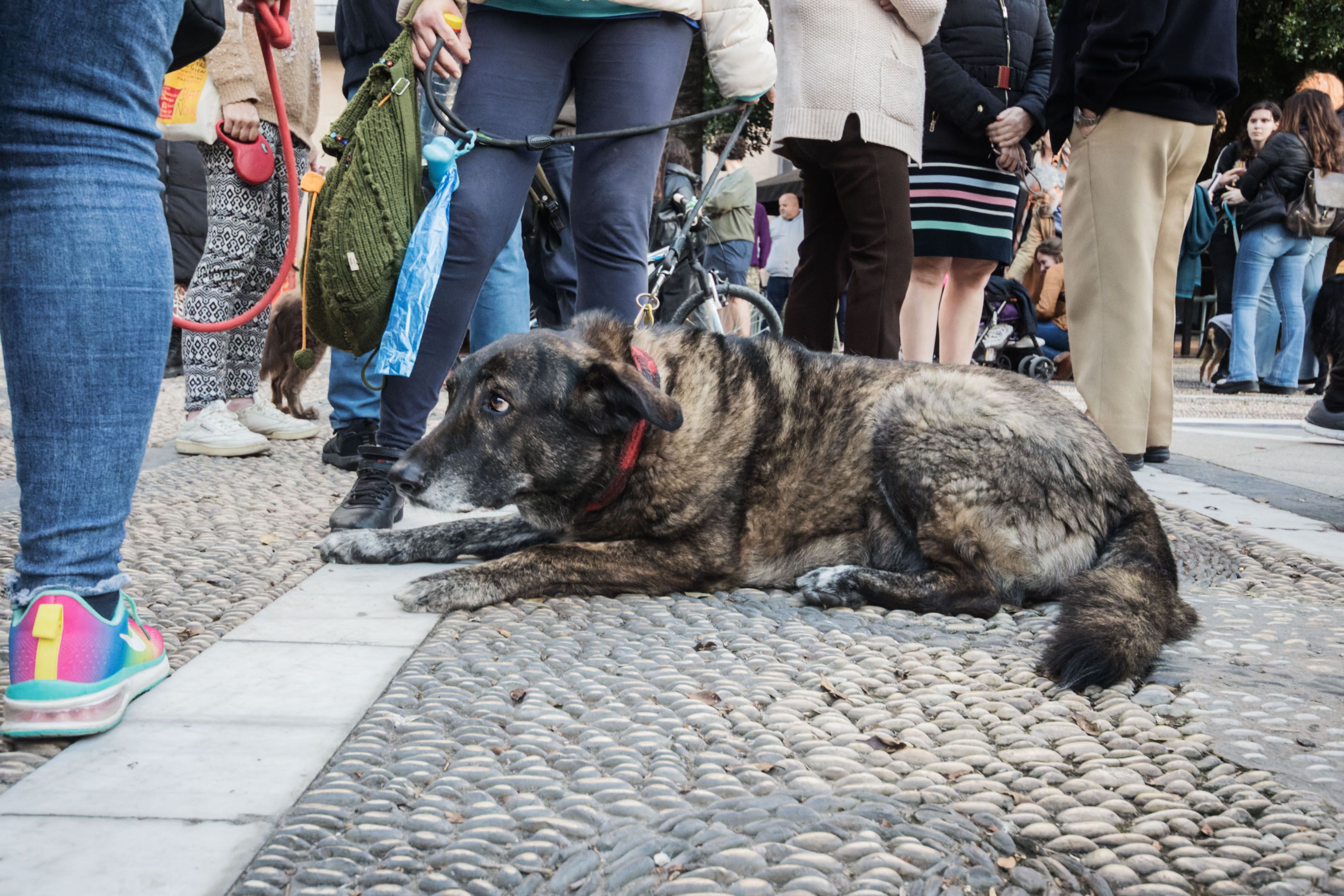 Concentración animalista "Justicia par Oddie"