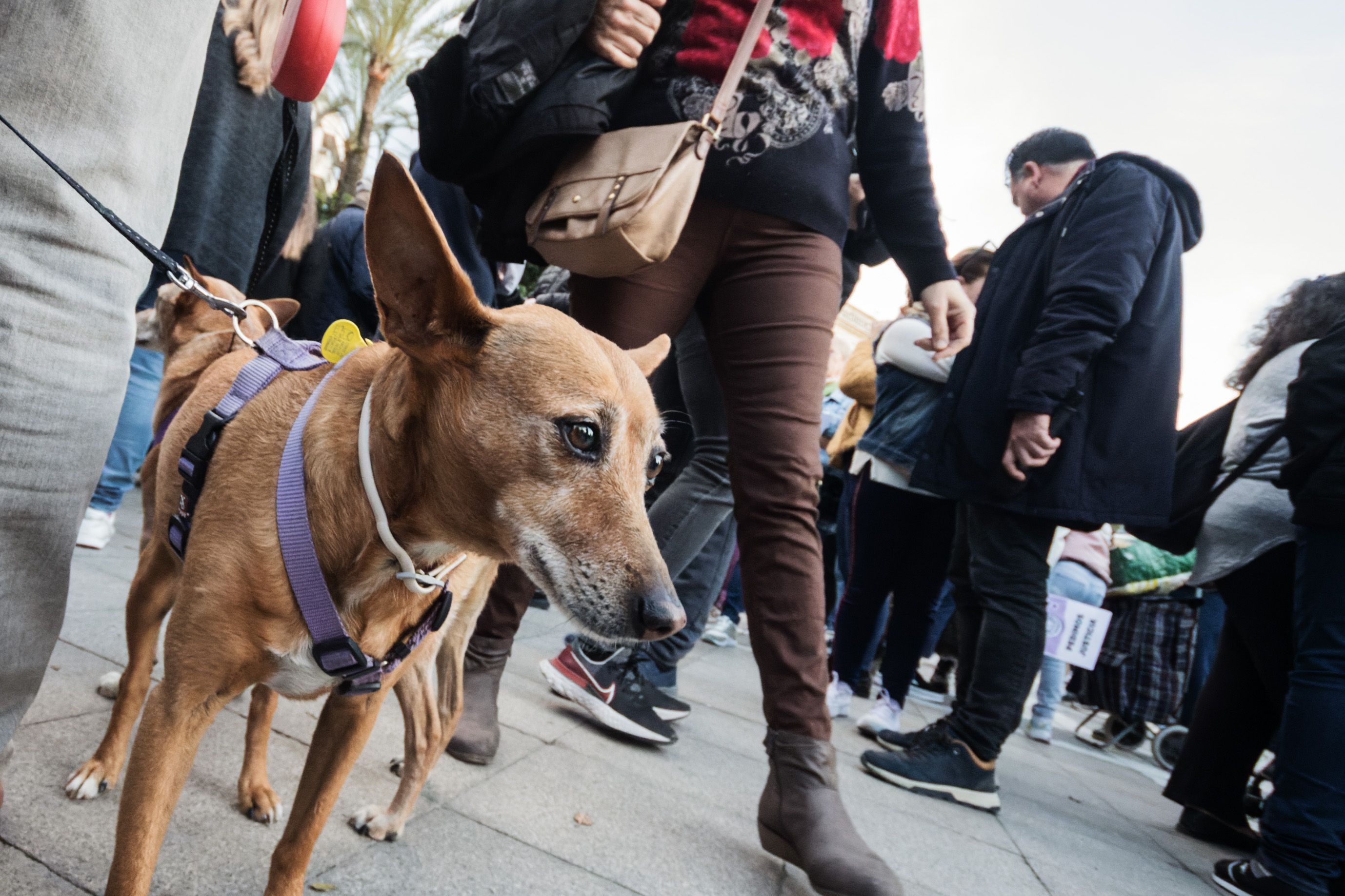 Concentración animalista "Justicia par Oddie"