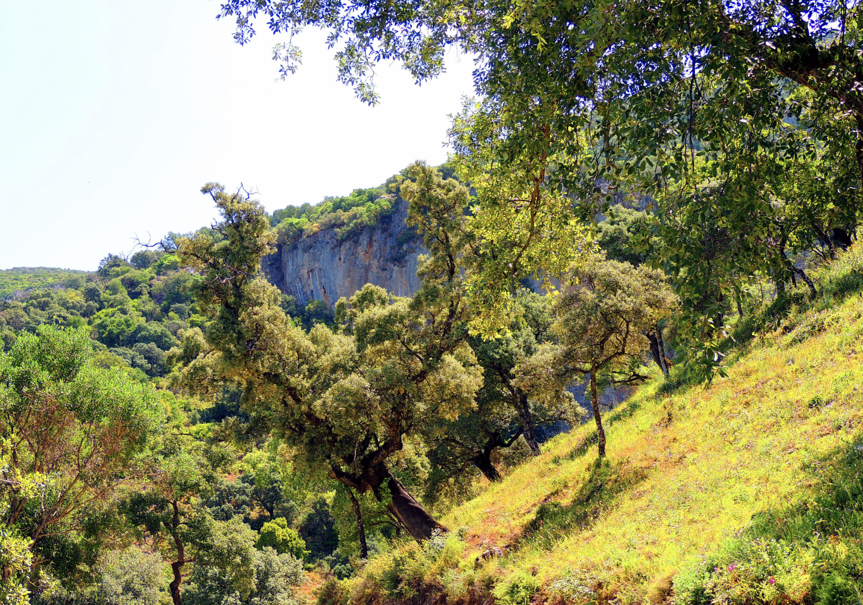 sendero algodonales los nacimientos