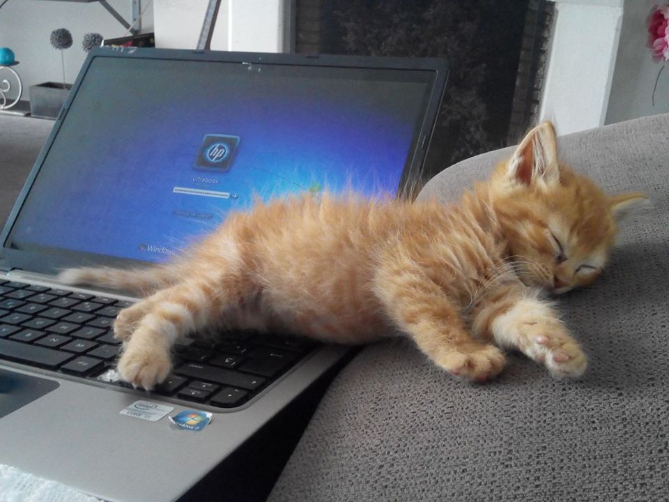 León, encima del ordenador.