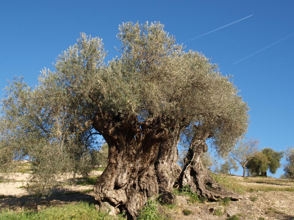 Imagen de un olivo de grandes dimensiones.