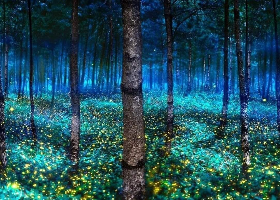 Un bosque lleno de luciérnagas.