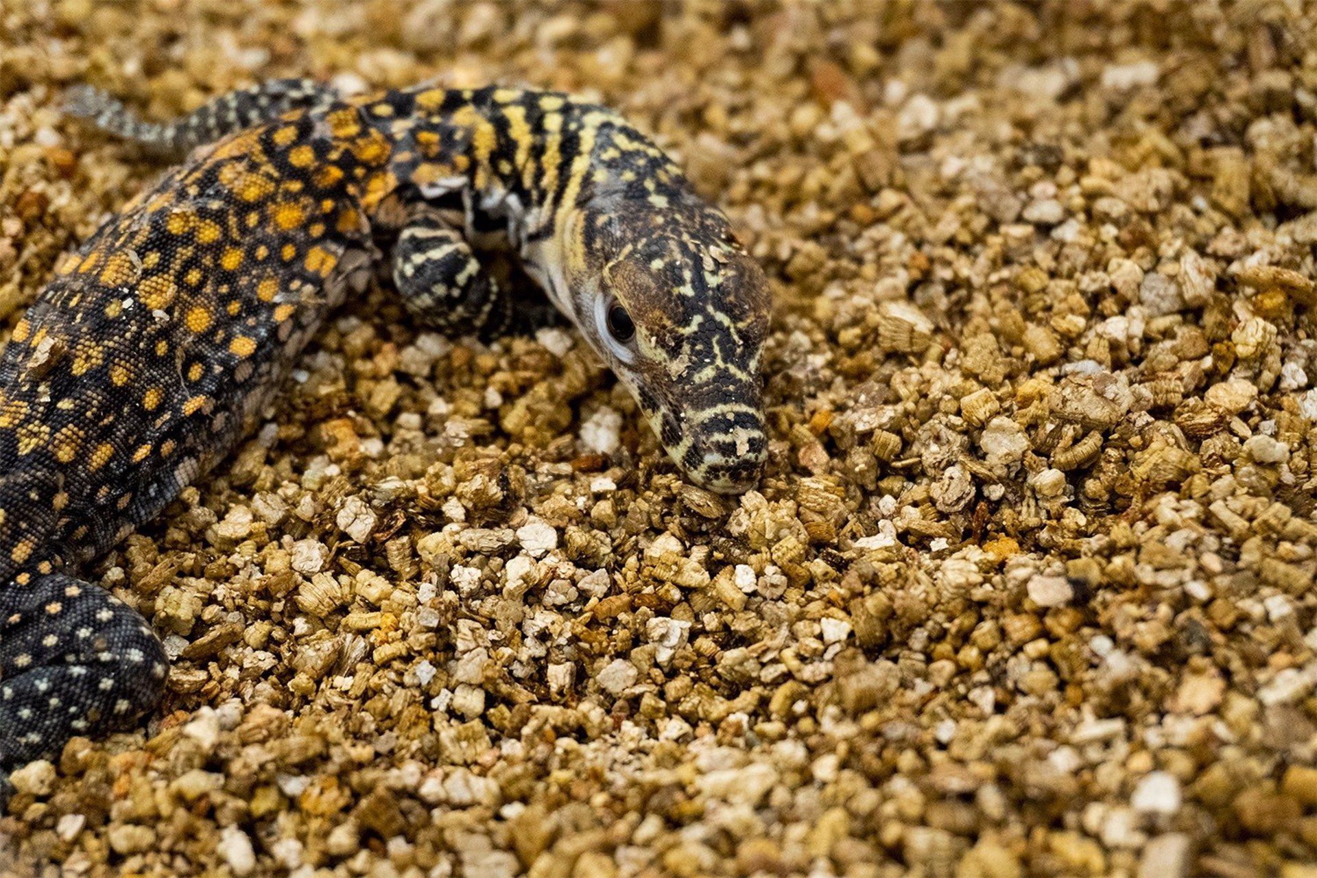 Nacen en Málaga cinco crías de dragón de Komodo: lengua bífida y saliva venenosa.