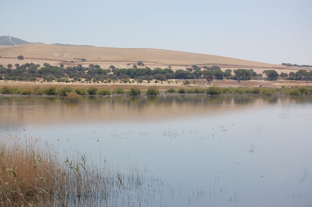 Estado actual de la laguna de Los Tollos, situada en el término municipal de Jerez, a pocos kilómetros de El Cuervo.