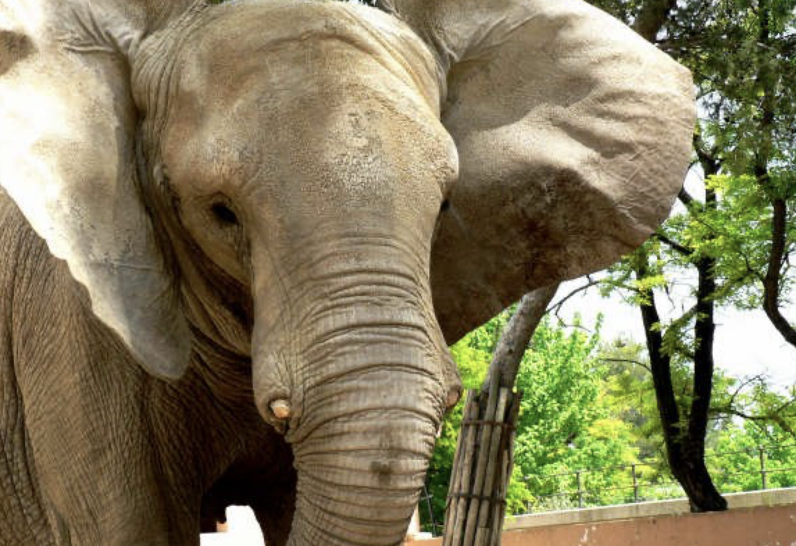 Muere Buba, la querida y añorada elefante que llegó hace 35 años al Zoo de Jerez.