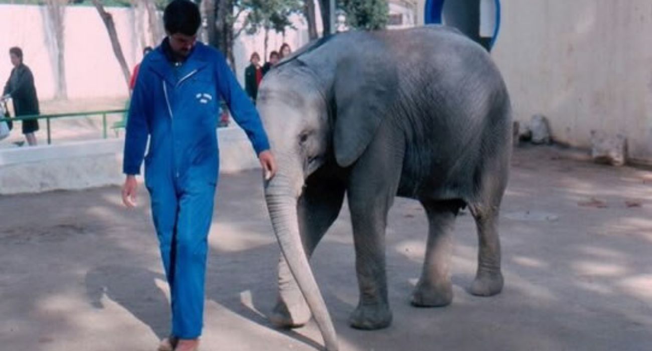 Buba, a su llegada al Zoo de Jerez. Buba, a su llegada al Zoo de Jerez.