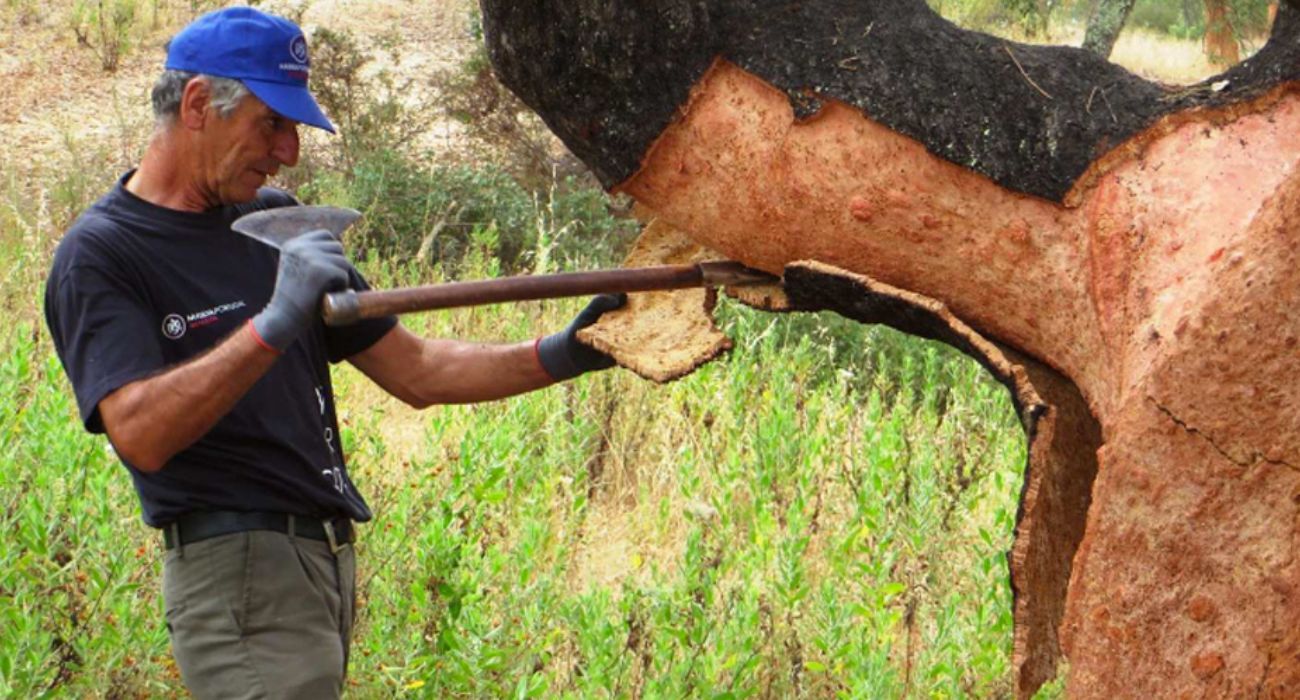 Un operario trabajando en un alcornocal afectado por la oruga del corcho.   JUNTA DE ANDALUCÍA