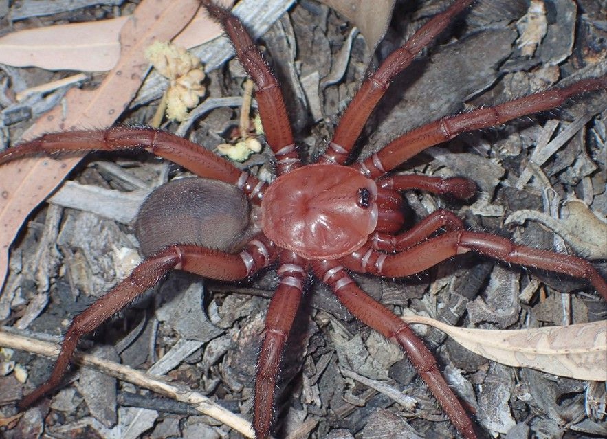 Descubren una gigantesca araña con forma de cangrejo: esta es la nueva Eupolos