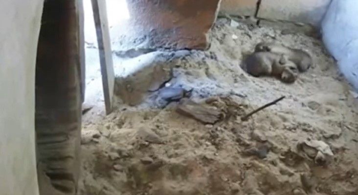 Nacen dos linces ibéricos en Jerez.